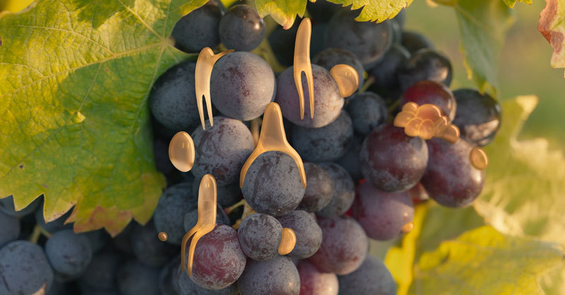 Salon Vigneronnes 2026 : projection du film Levures Indigènes + rencontre et dégustation